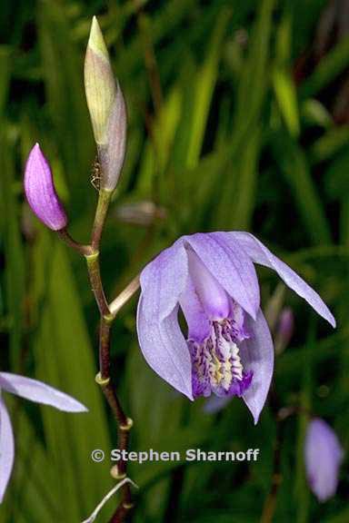 bletilla striata 3 graphic